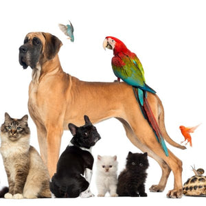 Pets