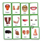 Zstore Body Parts Flashcards For Toddlers - Image Cards by Zstore